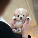 동일애견샵 이미지