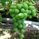 은혜와 진리교회 앞 이미지