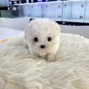 퓨어펫 강아지분양 고양이분양 울산점 이미지