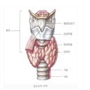 아급성갑상선염 증상&amp;갑상선기능항진증 증상&amp;갑상선기능저하증 증상 이미지