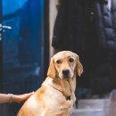 행복하개키울고양 이미지