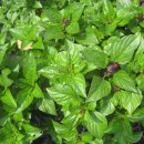 홀리허브 이미지