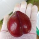 봉자농장 네이버블로그
