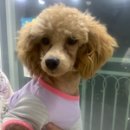 우쭈쭈 내강아지 이미지