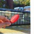 with dog(위드독) 이미지