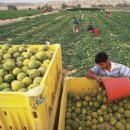 최신농장 이미지