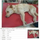 멍이사랑 이미지