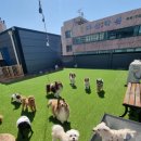 101애견유치원 이미지