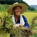 전남 여수 소라면 죽림리 하금마을의 노지 벼베기 이미지