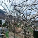 소담채 이미지