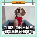댕댕이 머리하는 날 | 방수되는 강아지 하네스 리드줄 세트 추천 와일드원(WildOne) 사용후기