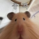 멜론짐 이미지