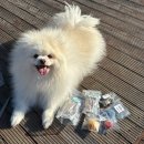 매일멍냥8 이미지