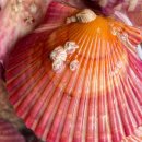 꽃가리비 이미지