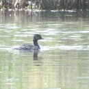 오조리-8 이미지