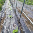 구름다리농장 이미지