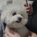 명도태권도체육관 | 대한적십자사 경기지사 라이프가드 후기(고양체육관)