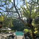 흐르는 강물을 바라 | 우붓 숙소 추천 더카욘리조트우붓 | 정글 수영장 무료 이용 및 솔직 후기