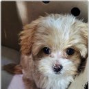 베이비몽 강아지분양 인천청라점 이미지