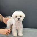 지니펫 애견미용실 이미지