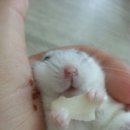 오물오물 이미지