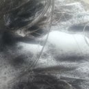 그레이스이인 이미지