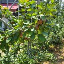 우나멜로팬션 이미지