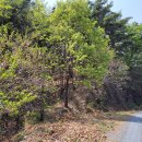 송이버벗 이미지