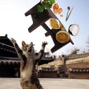 배부른 고양이