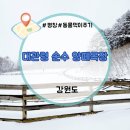 대형견동반 강원도 평창 대관령 순수양떼목장 설경 후기