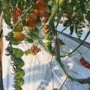 차차펫살롱 이미지