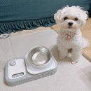 반려견 또리의 인생 밥그릇! 디자인도 너무 예쁜 &#39;요기쏘 반려동물 포인원 급수식기&#39;