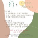 시트린플라워스 이미지