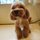 ohh my dog!(오마이도그) 이미지