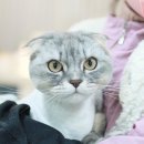 묘신사 그루밍 이미지