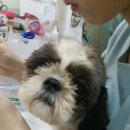 금비동물병원 이미지