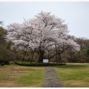 해안동 왕벚나무 이미지