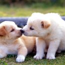 개와고양이 이미지