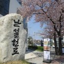 강릉,경포벚꽃축제(허균/난설헌 기념공원 & 경포대) 이미지