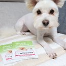 베스트동물병원 네이버블로그