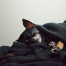 꿀강아지 이미지