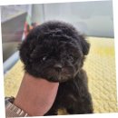 강아지분양 애견분양 꽃강아지 광진점 | 사랑하는 부모님께 특별한 선물, 별내강아지분양 후기