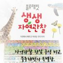 지식터 | 유아전집 블루래빗 생생자연관찰 vs 그레이트북스 놀라운자연 구성 비교