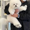 PET PRINCE (애견샵) | [루시드펫] 남양주 애견미용 미니비숑분양 전문 가위컷 후기