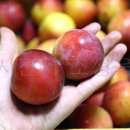 영태농장 이미지