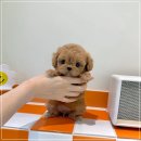 배곧애견샵 이미지