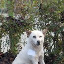 애견코리아 이미지