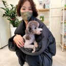 꽃담 멍발소 이미지