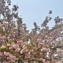 미사경정공원 | 하남미사경정공원 겹벚꽃 후기