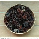 솔방울1 Daum카페